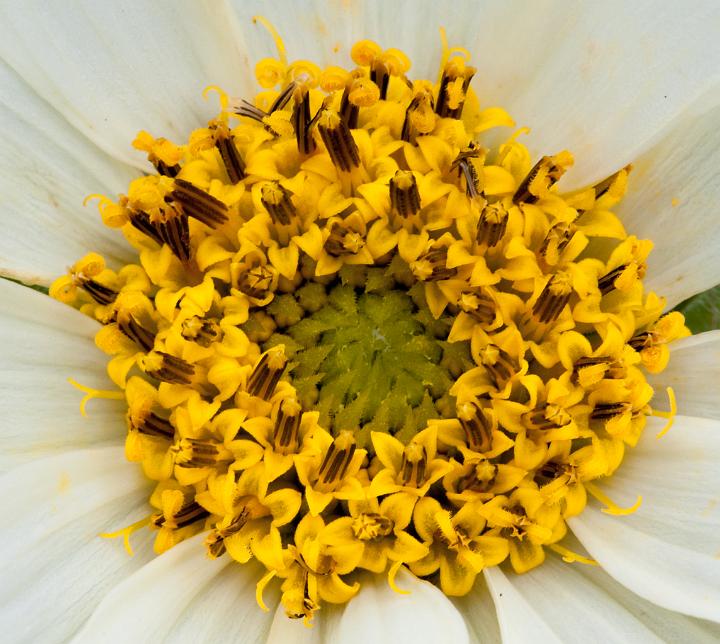 Wyethia helianthoides, White Mule's Ears.jpg